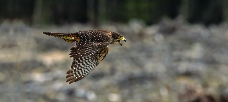 HR falcon A4