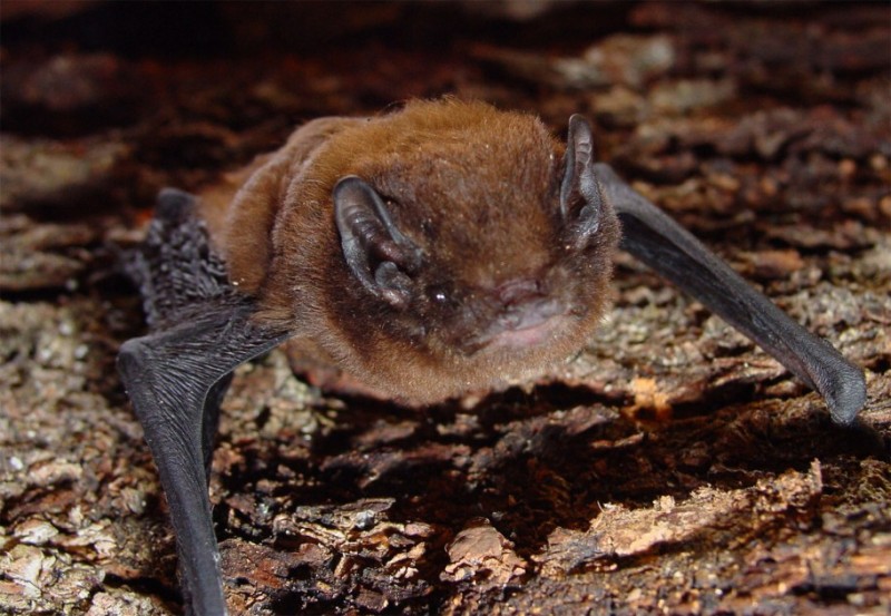 Long tailed bat female Colin ODonnell DOC
