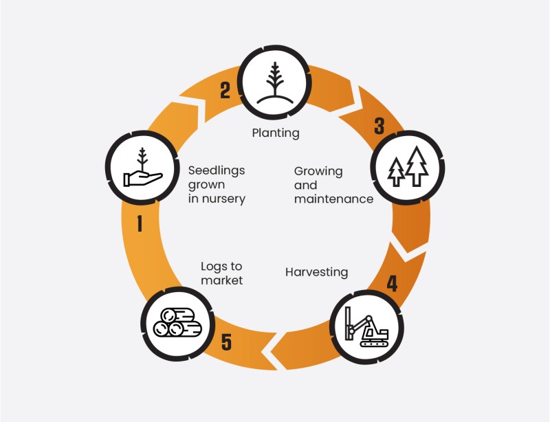 Forestry Cycle Illustration